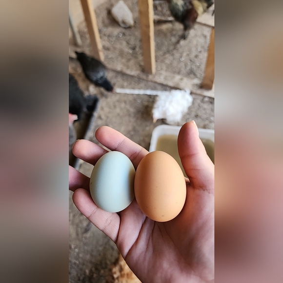 Meet your Posher, Brenda - Picture 3 of 6